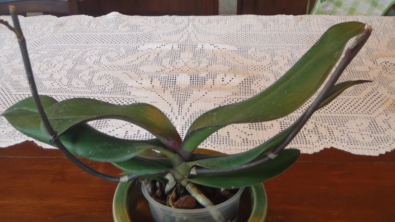 germogli di orchidea germogli di orchidea